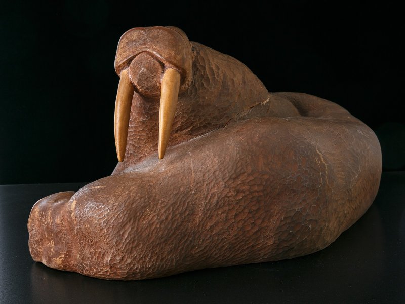 Фото: darwinmuseum.ru