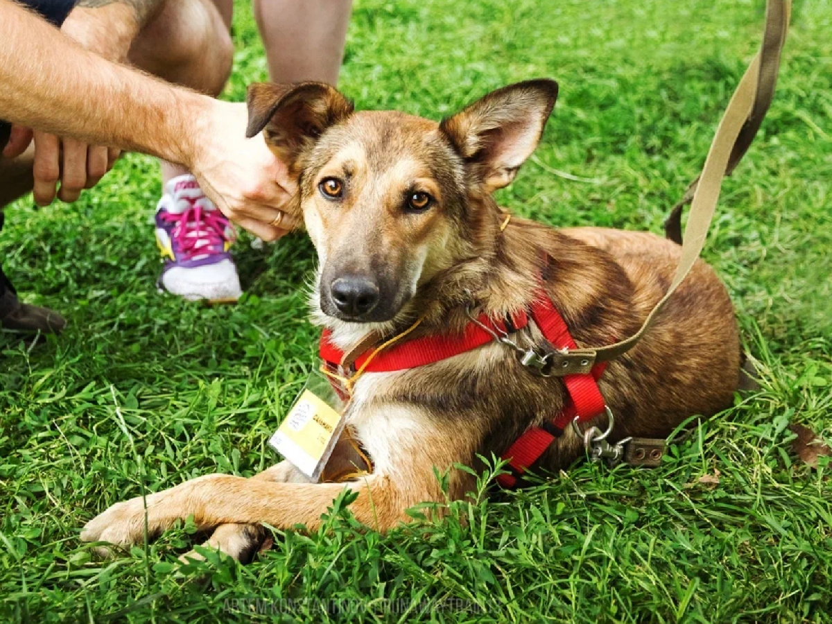 Фото: fund4dogs.ru