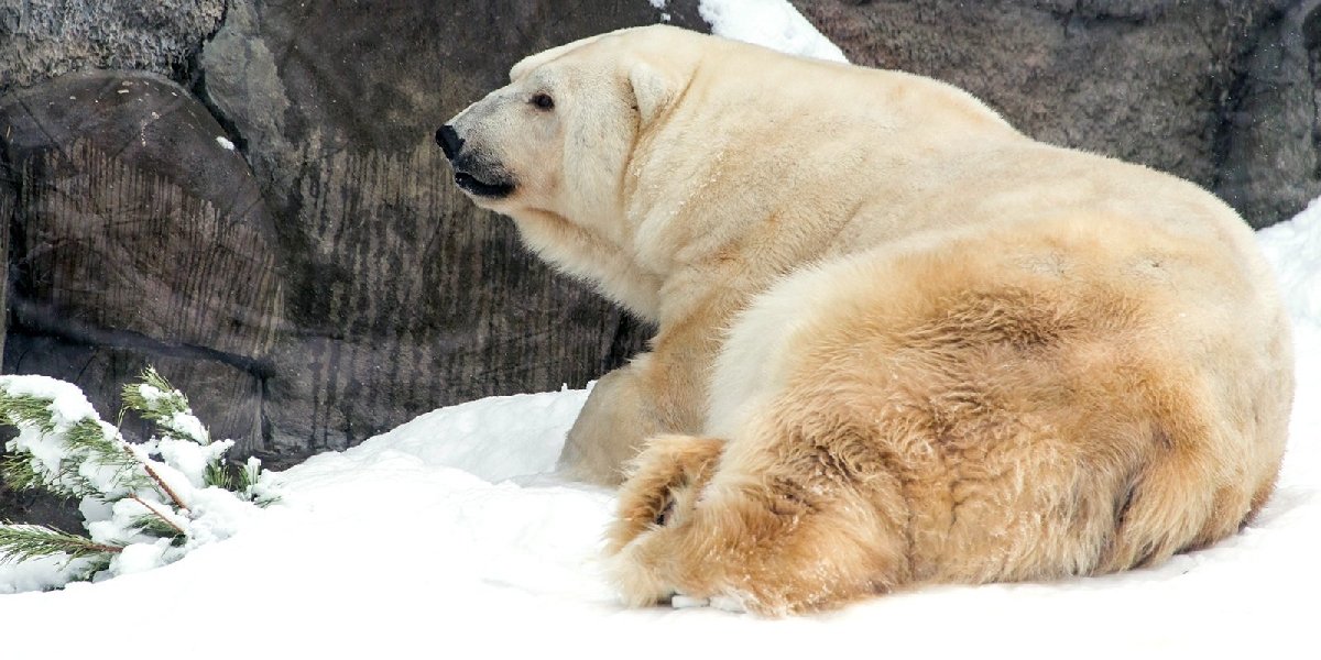 День полярного медведя в зоопарке 2020