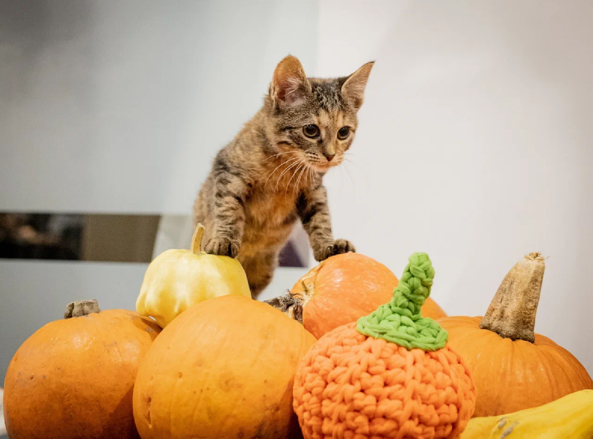 Фото: cats.rayfund.ru