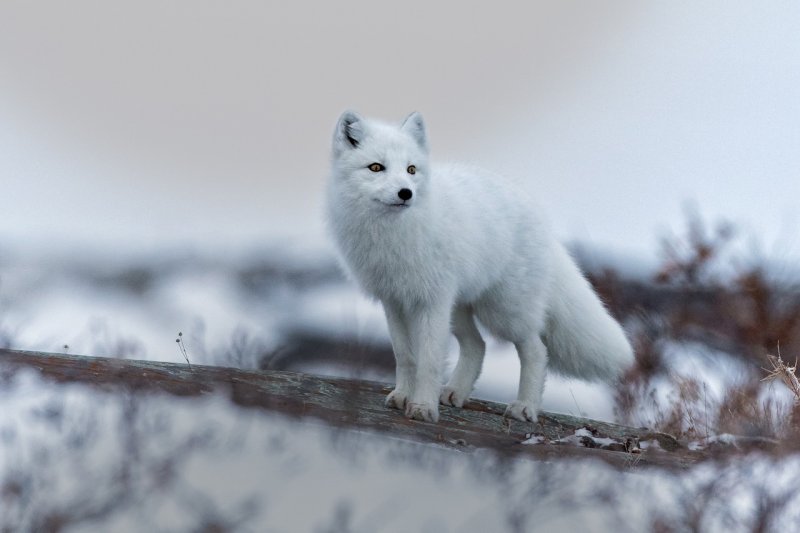 Фото: darwinmuseum.ru