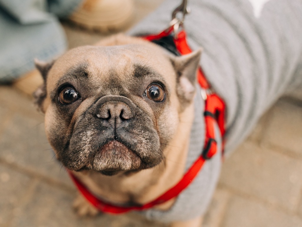 Фото: vk.com/sosbulldog