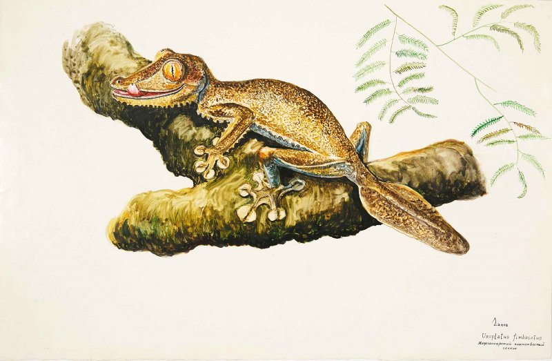 Фото: darwinmuseum.ru