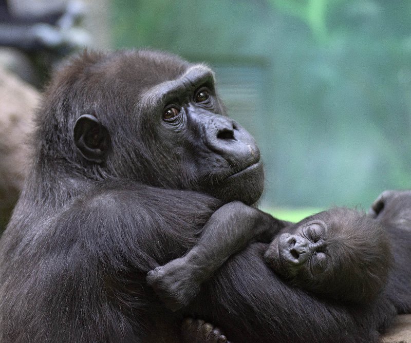 Фото: darwinmuseum.ru