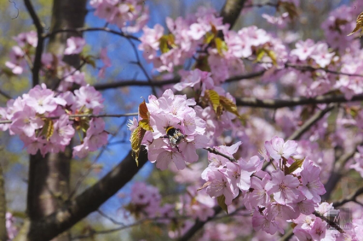 Фото: tsaritsyno-museum.ru
