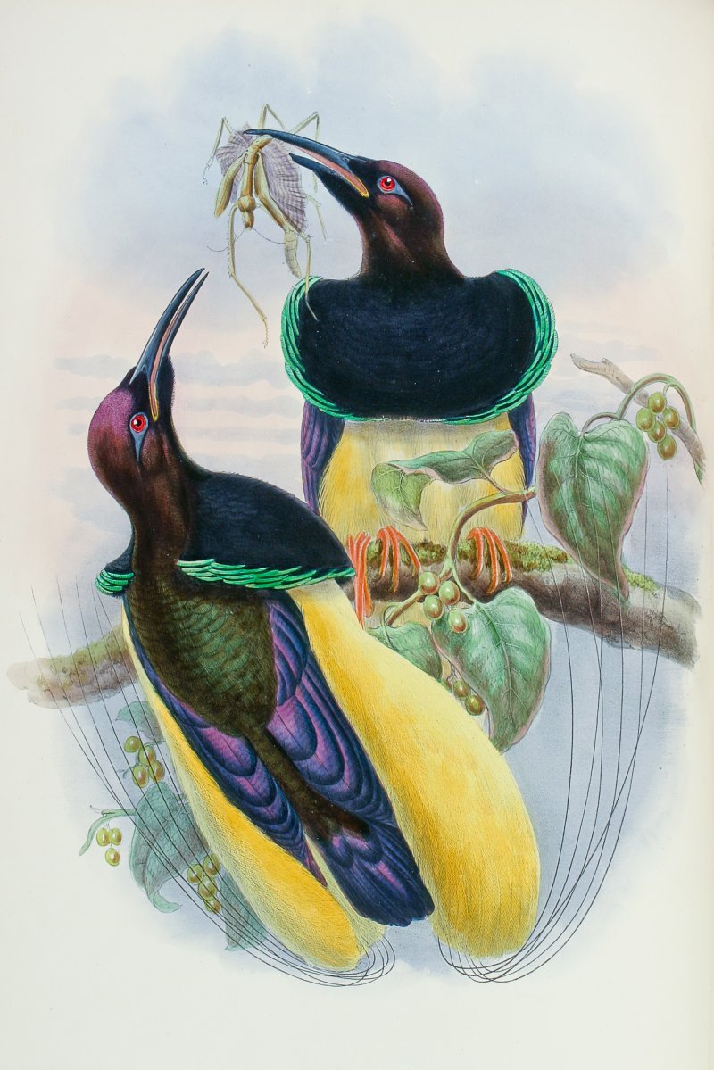 Выставка «Остров папуасов и райских птиц»