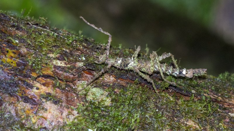 Фото: darwinmuseum.ru