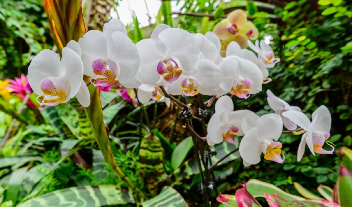 Фестиваль орхидей «Тропическая зима» 2021–2022