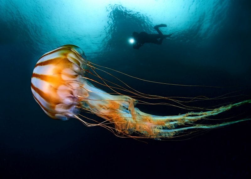 Фестиваль подводной фотографии «Дикий подводный мир» 2023