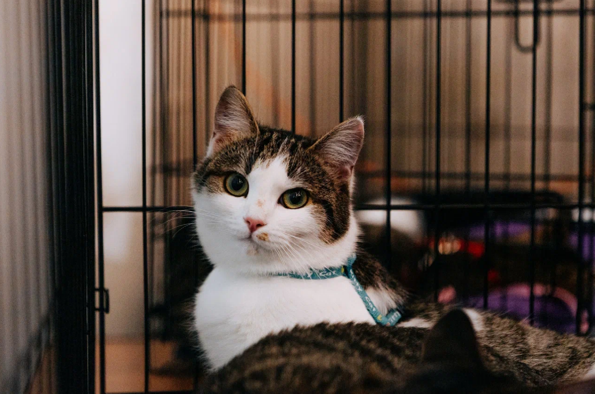 Фото: fund4dogs.ru