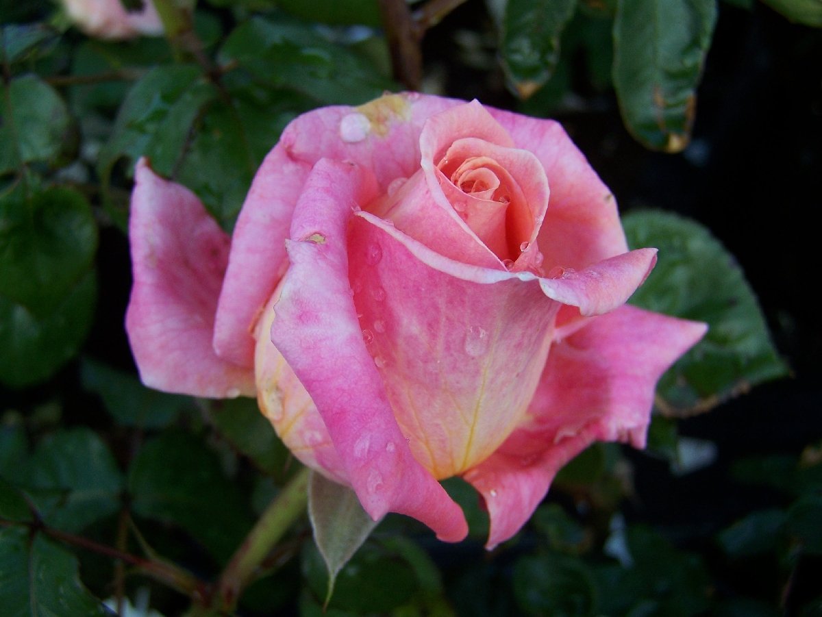 Выставка роз и редких декоративных растений в «Аптекарском огороде» 2019