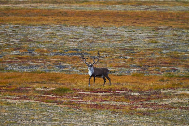 Фото: darwinmuseum.ru