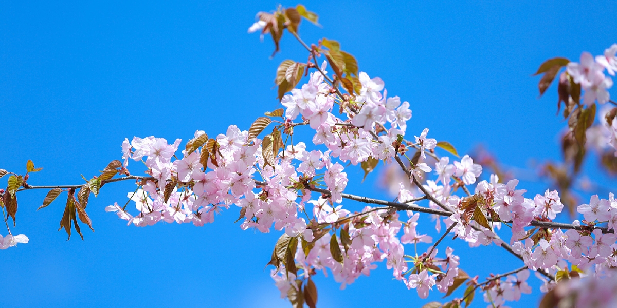 Фестиваль цветения сакуры в Бирюлевском дендрарии 2023