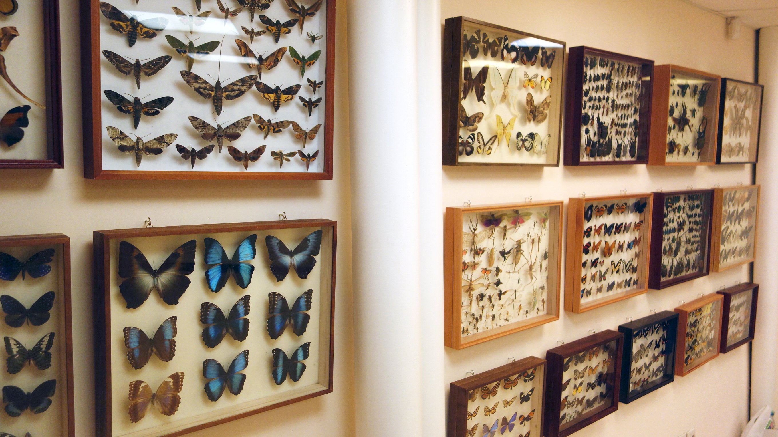 Музей бабочек на ВДНХ