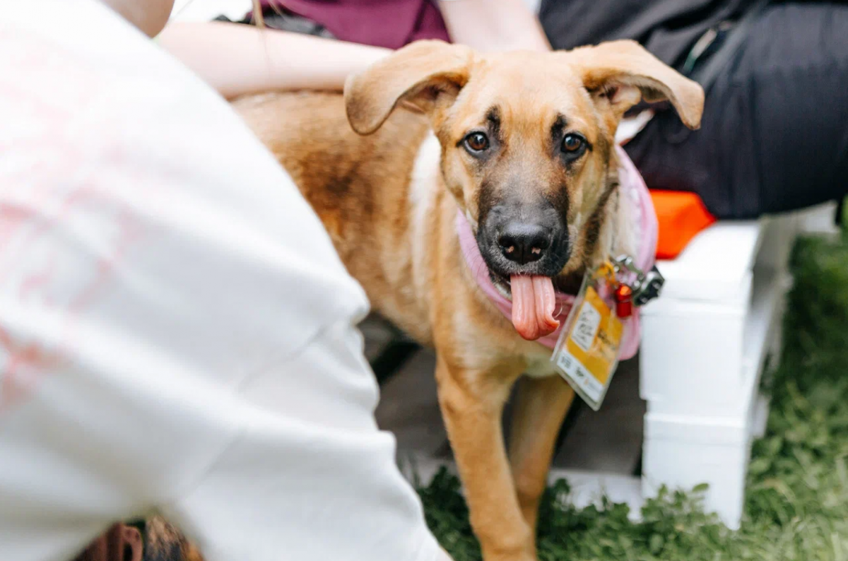 Фото: fund4dogs.ru