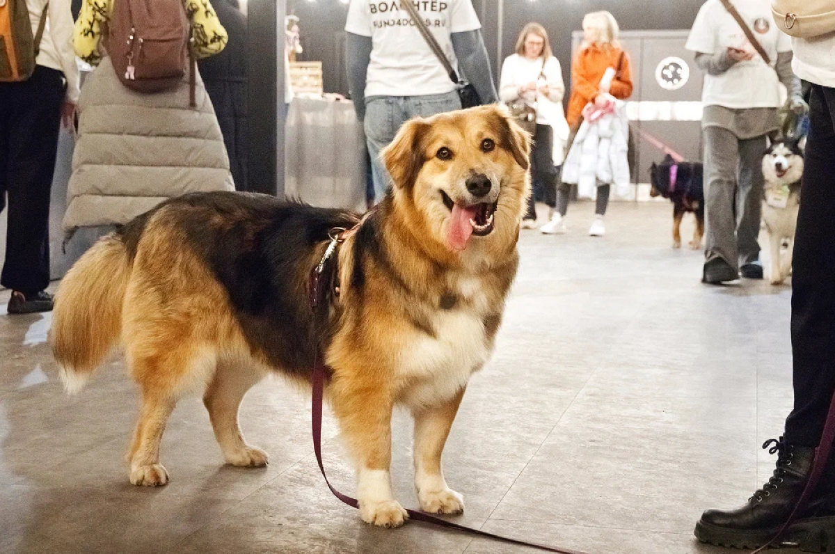 Фото: fund4dogs.ru