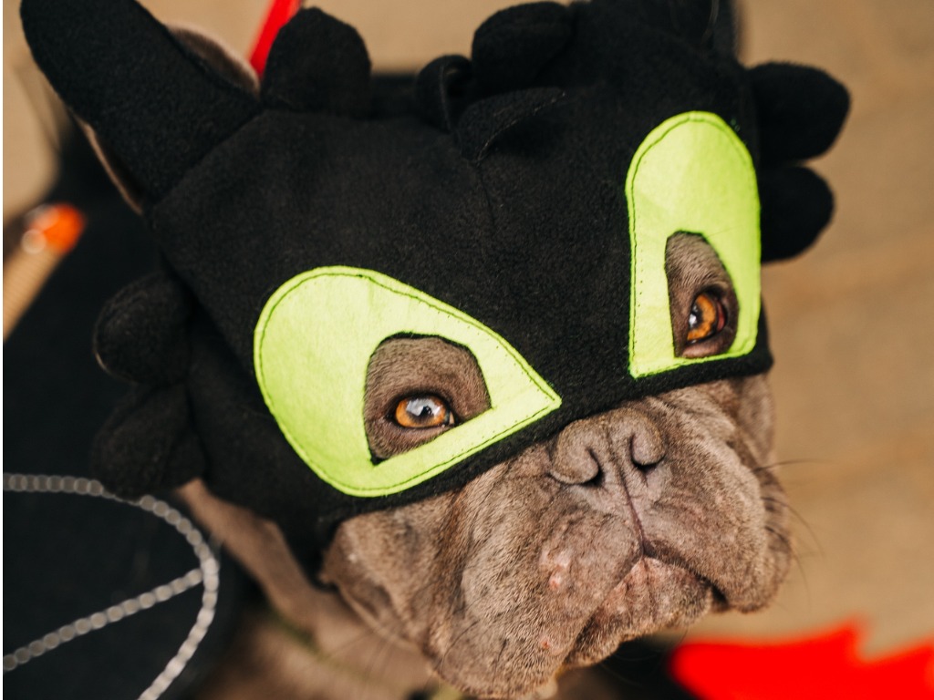 Фото: vk.com/sosbulldog