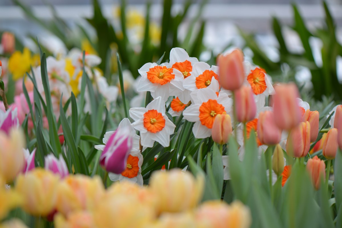 Выставка 2 апреля крокус. Крокусы тюльпаны нарциссы. Orangery Нарцисс. Луковичные крокусы Лилия тюльпан.