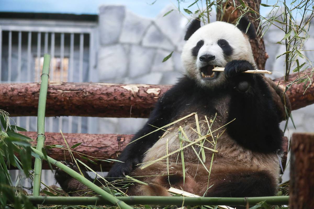 День панды в Московском зоопарке 2022